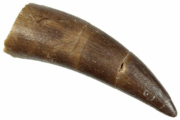 Fossil Plesiosaur (Zarafasaura) Tooth - Morocco #296337